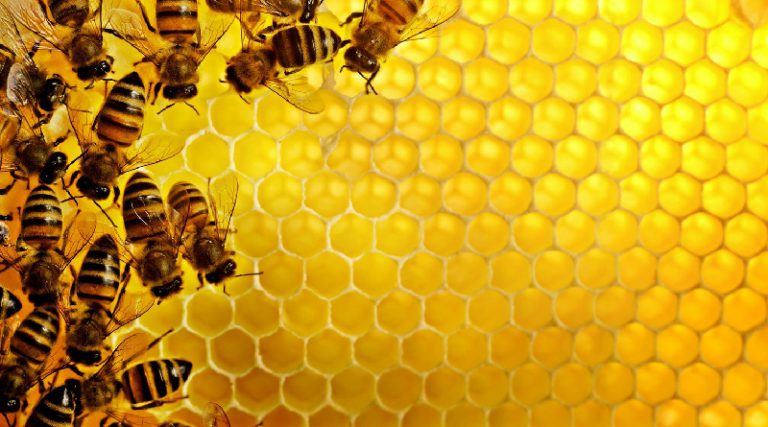 Brčanski pčelari u ozbiljnim problemima