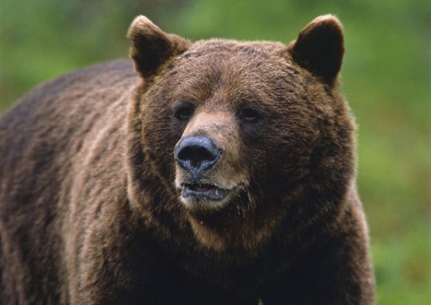 Vlada Srpske formira interventni tim za velike zvjeri: “Medvjed nas više ne smije iznenaditi!”