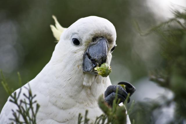 Papagaji zavisnici pustoše polja maka u Indiji