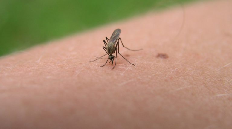 U Brčkom počelo zaprašivanje larvi komaraca