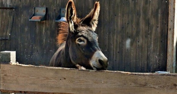 Hercegovina: Dresirali magarca da krade drva