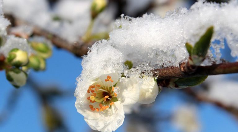Mraz uzrokovao štetu na voćnjacima u Brčkom