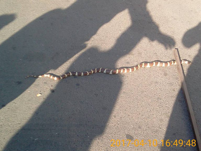 Beograd: Putnici u “Lastinom” autobusu pronašli veliku zmiju!