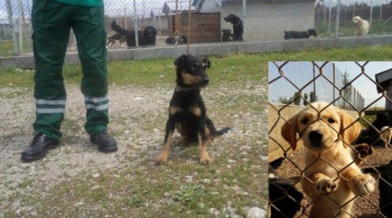 Azil u Brčkom prepun: Sve više pasa lutalica na ulicama Brčkog