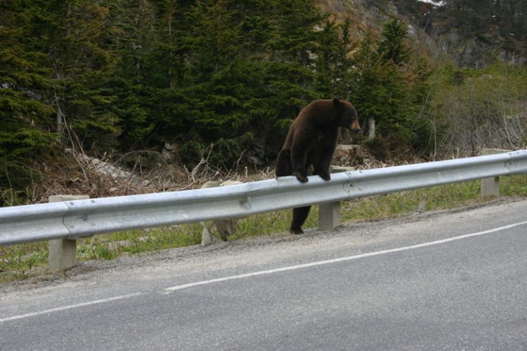 Medvjed prelazi put kod Zvornika, zamalo izazvao sudar (VIDEO)