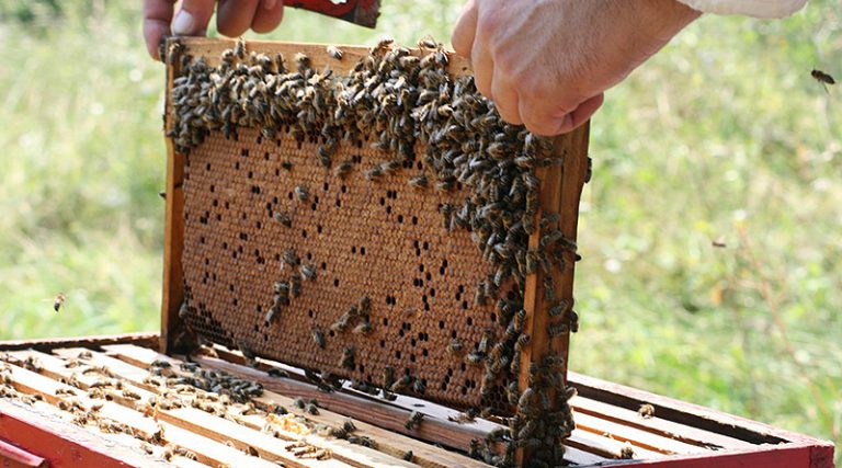 Više od 5.000 uginulih pčelinjih društava u Distriktu