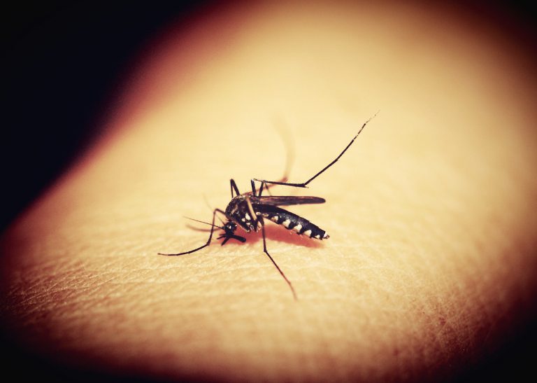 Komarci najviše napadaju ljude s ovom krvnom grupom