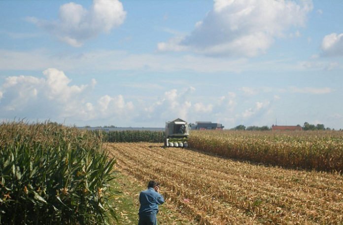 BiH: Unajmljuju obezbjeđenje da čuva i kukuruz u polju