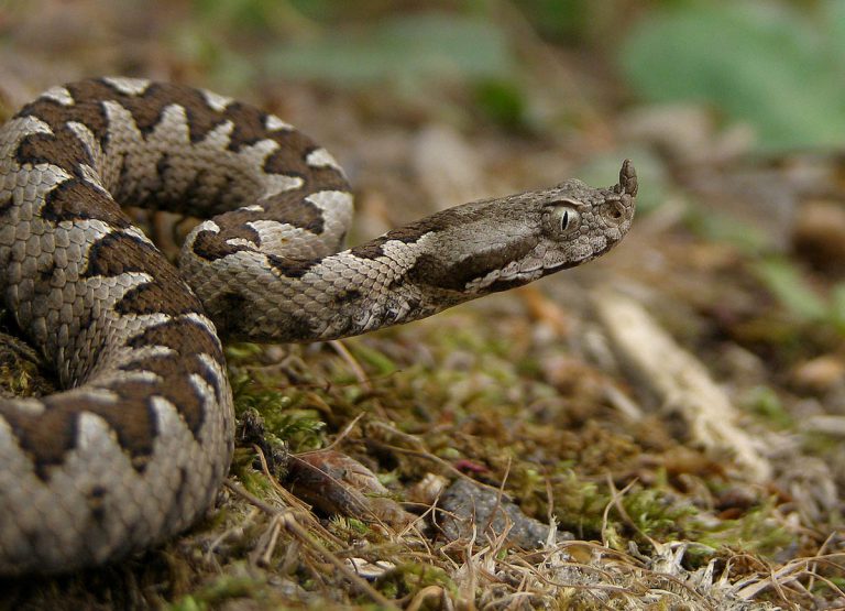 Evo koje opasne vrste zmija haraju u BiH