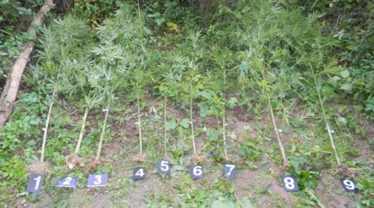 Откривена поља са засадима марихуане у Горњој Скакави