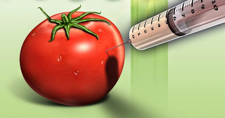 Jedemo li genetski modifikovanu hranu?