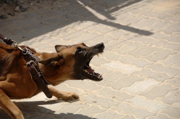 Psi u Banjaluci napali građane, jedna osoba preminula