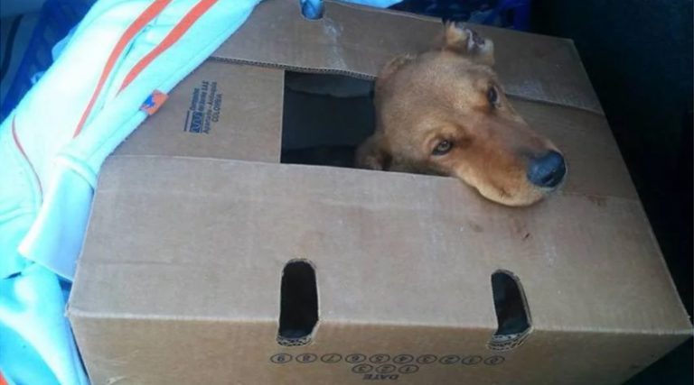 У Брчком пронађен пас којем су одсјечене шапе, ноге и уши