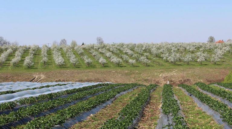 Боснаплод нуди прилику домаћим пољопривредницима