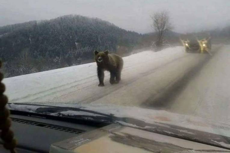 Медвјед шетао путем по Грмечу
