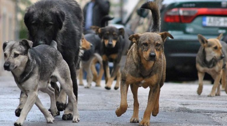 Кад систем изневјери: Све више паса луталица на улицама Брчког