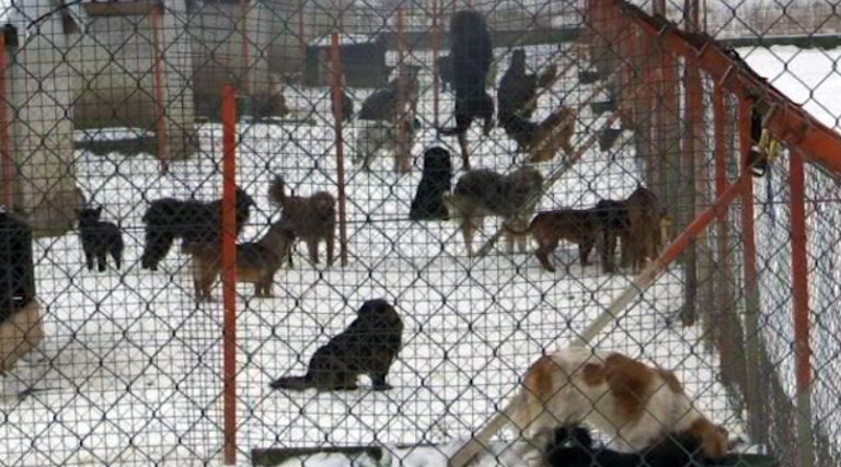 Брчко: И даље нема мјеста за укоп животиња