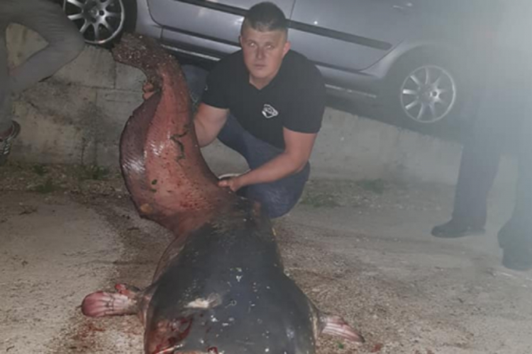 Из Босне извукао “чудовиште” тешко скоро 80 кг