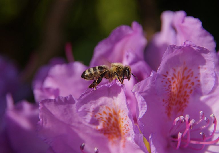 Свјетски дан пчела – 20. мај