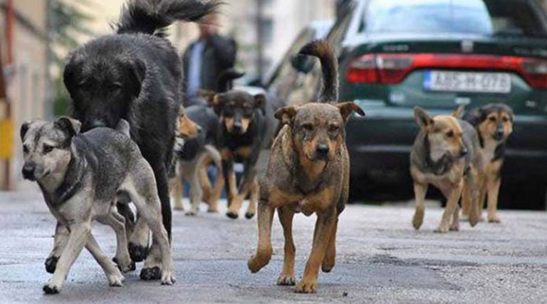 Брчко: Уклоњено преко 500 паса луталица, у прошлој години скоро 50 напада на грађане