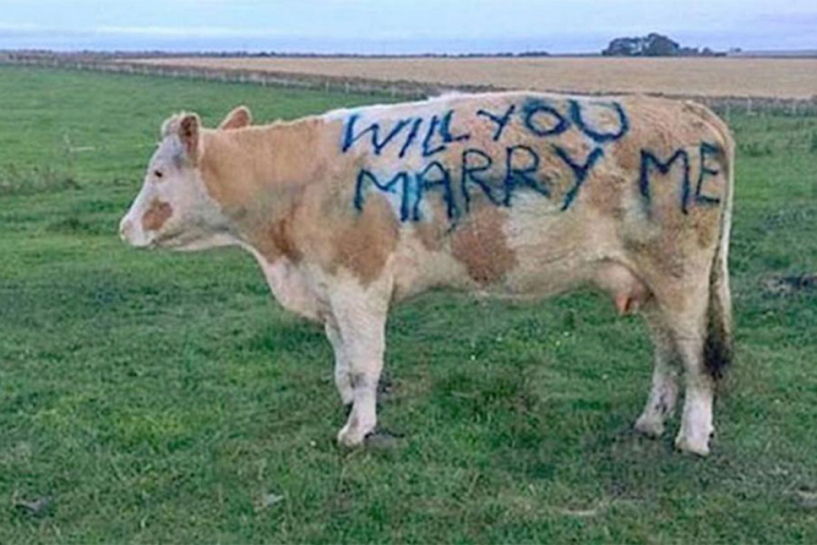 Дјевојку запросио натписом на крави