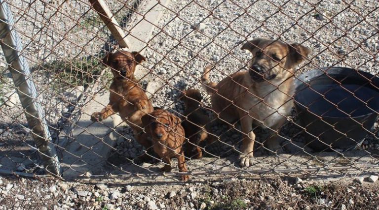 Veliki broj pasa lutalica u Brčkom, azil već prepun