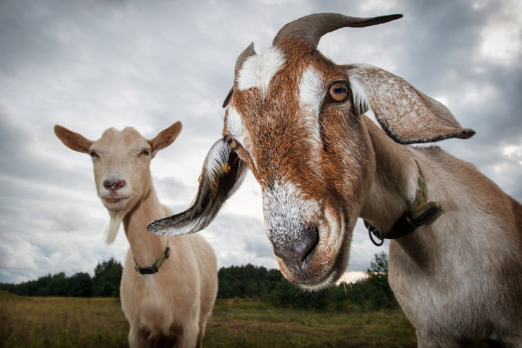 Шта се крије иза вијести о кози у Аранђеловцу која је појела 20.000 евра