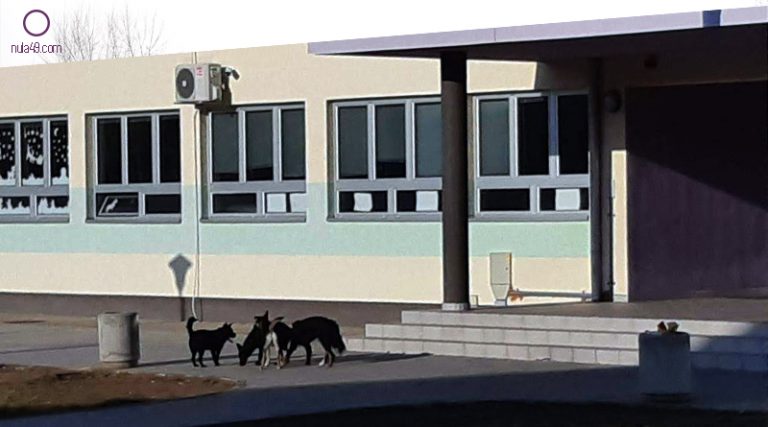 Илићка: Пси луталице у школском дворишту
