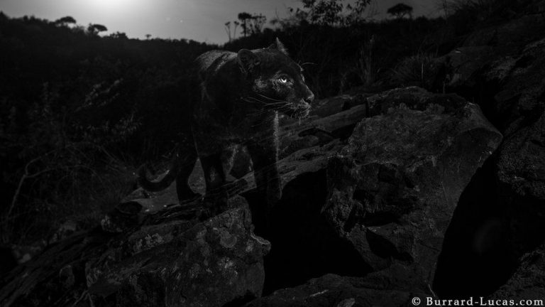 Афрички црни пантер снимљен први пут у 100 година