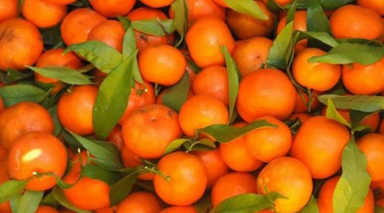 Увозник из Брчког: Забрањен увоз мандарина због повећаног садржаја пестицида