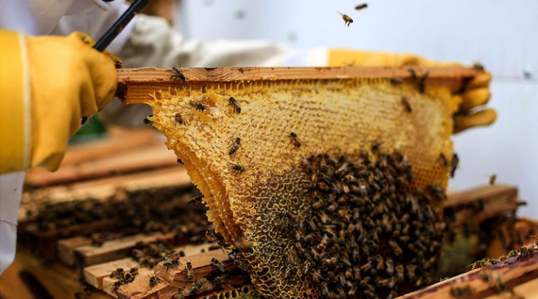 Још једна катастрофална година за пчеларство