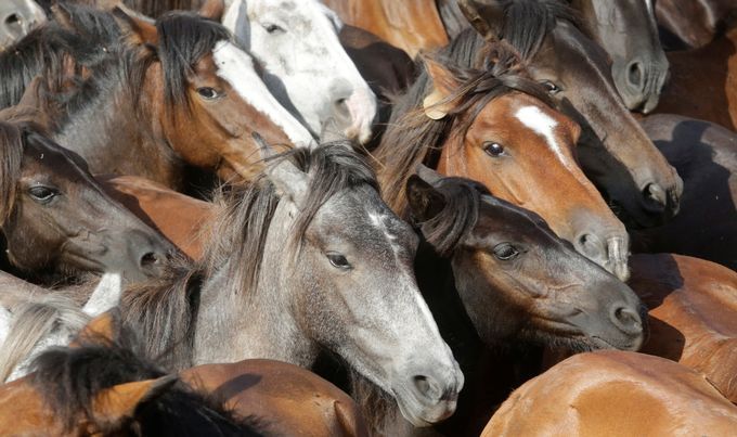 БиХ званично почела извозити коње у Европску унију