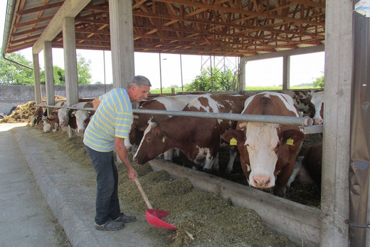 Софреновићи производе 800 литара млијека дневно: Краве носе имена пјевачица