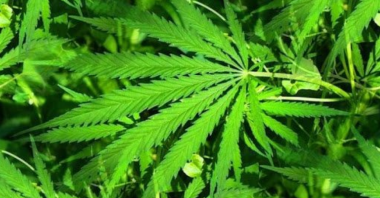 Представљен закон у Хрватској: Свако пунољетан може имати 9 биљака марихуане