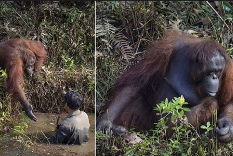 Орангутан пружио руку како би помогао човјеку у ријеци