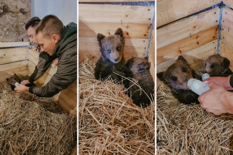 Бингов зоолошки врт у Тузли постао је нови дом медвједићима из Крешева