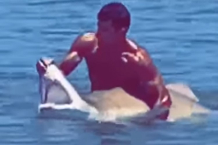 Невјероватан снимак: Пливач ухватио ајкулу и отворио јој уста