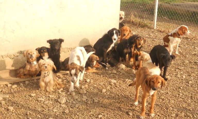Брчко: Почела акција уклањања напуштених паса са јавних површина