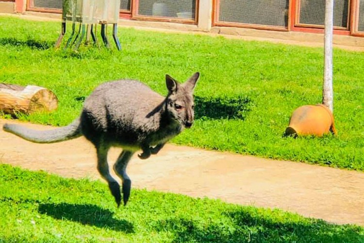 Стари љубимац одскакутао у равницу, никада није пронађен: Нови кенгур замијенио Коки Кола на ранчу у Семберији