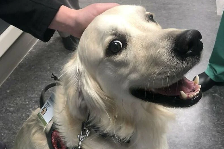 Болница у Америци “ангажовала” веселог пса да поздравља раднике и пацијенте