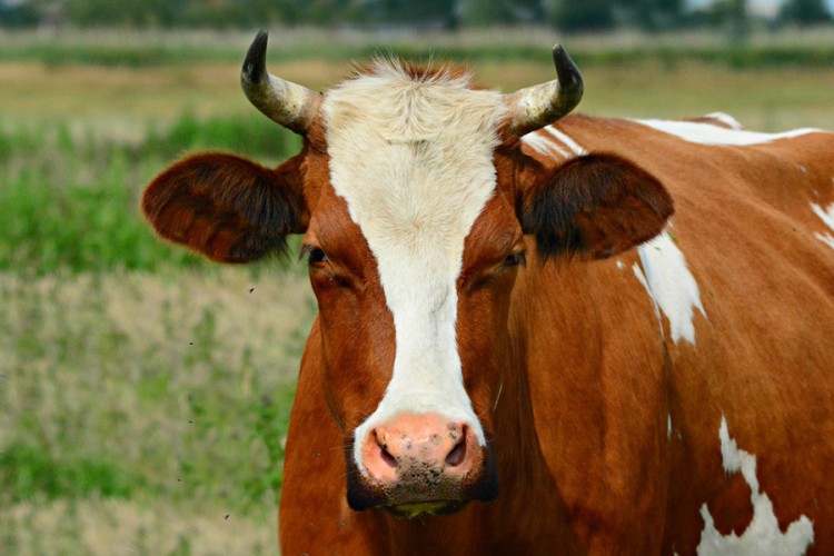 Биткоинка прва крава у Црној Гори плаћена биткоином