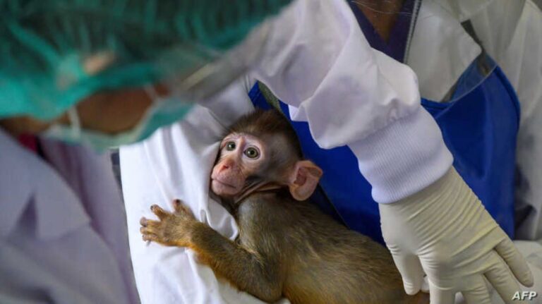 Сан Дијего: Девет мајмуна вакцинисано против короне – ушли у историју медицине