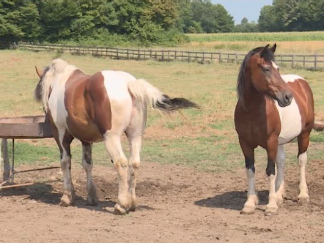 Узгајање коња – породична традиција и љубав која траје