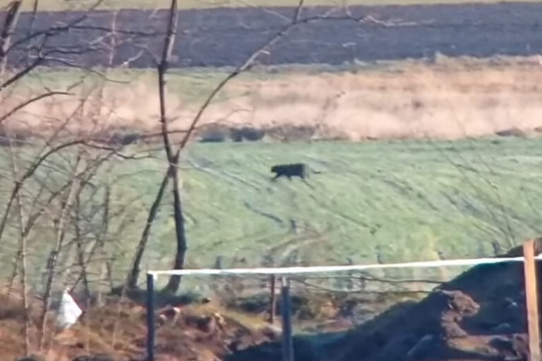 Надзорне камере снимиле црног пантера на граници Србије и Мађарске