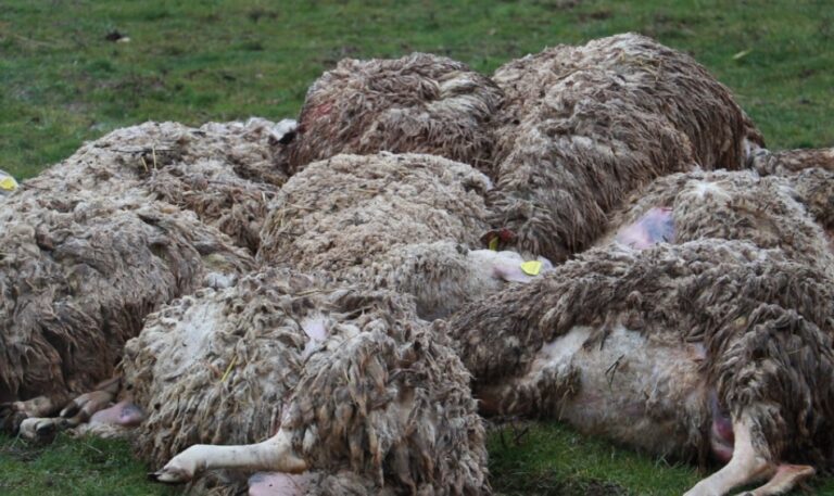 Брчко: У насељу Ћосети Хусејну Халиловићу страдала 91 овца
