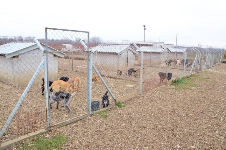 Брчко: Повећан број паса које власници доводе у азил јер их не могу издржавати