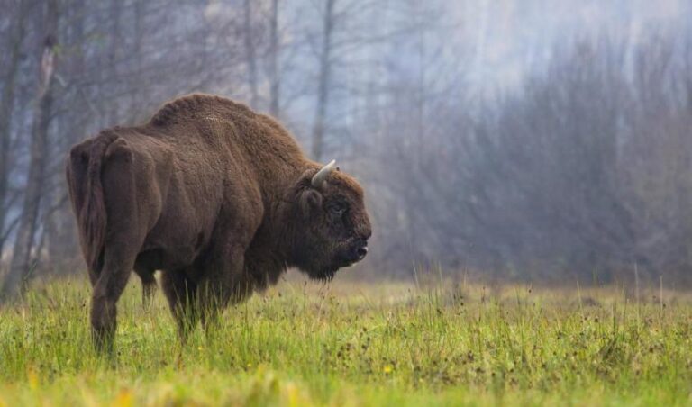 Европски бизони поново пасу на Фрушкој гори
