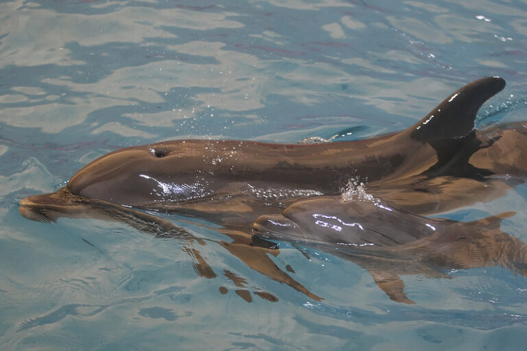 Руси распоредили дресиране делфине да штите луку у Севастопољу