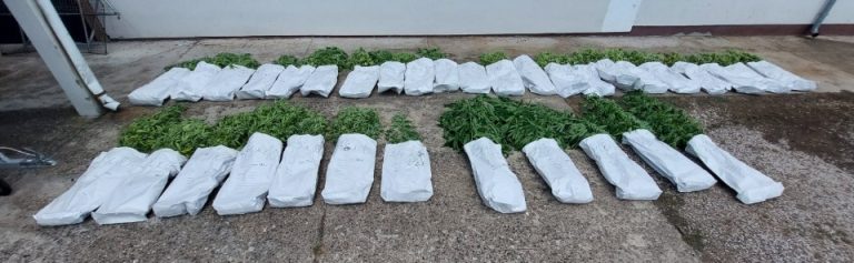 Детаљи акције “Коров” у Брчком: На три плантаже дрога вриједна пола милиона КМ