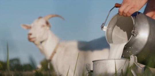 Коначно – домаће козје млијеко у Брчком
